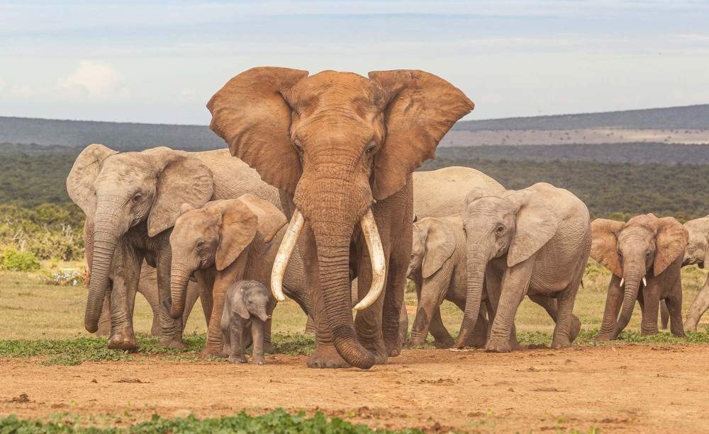 Safari de 5 dias en campamento con los Cinco Grandes y la Ruta Panoramica