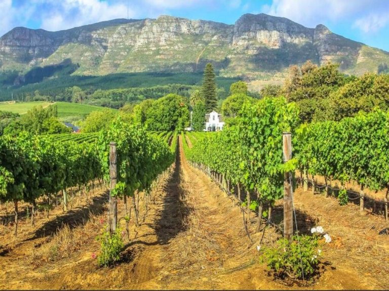 Recorrido por las Tierras Vinícolas del Cabo – Medio Día