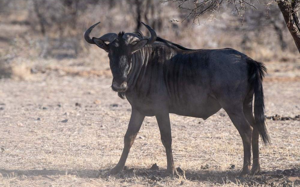 Caminata guiada matutina por el monte en la Reserva Dinokeng – Medio día