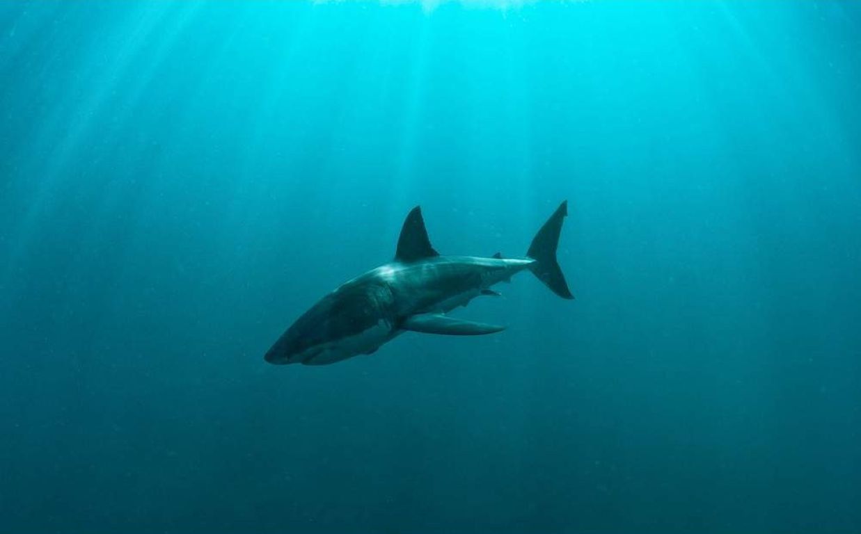Buceo con tiburones en Simon’s Town