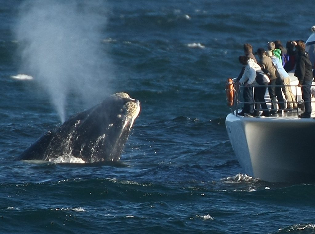 Ruta ballenas Hermanus