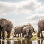 Safari Kruger Langa Langa Big Five