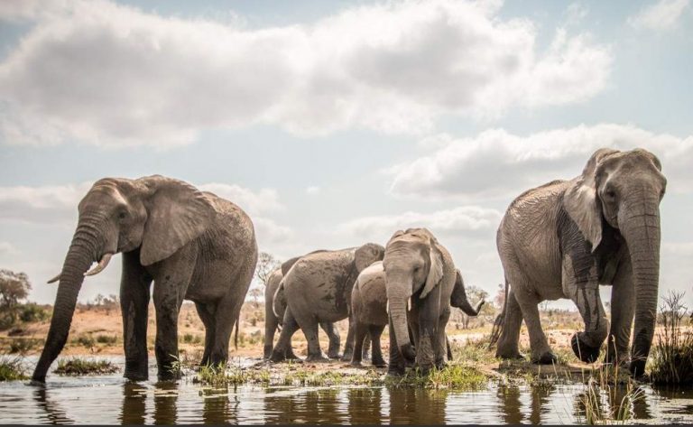 Safari de 3 dias en el Campamento Langa Langa, sur del Kruger