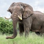 Kruger big five