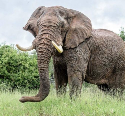 Kruger big five