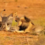 Precio safari Tanzania incluido