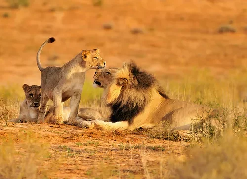Precio safari Tanzania incluido