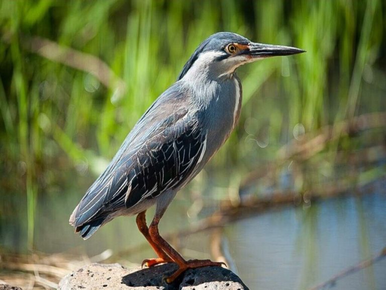 Safari Guiado en Pilanesberg – Medio Día