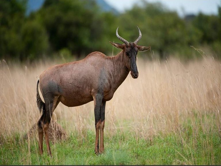 Experiencia Exclusiva de 15 Días en el Sur de África