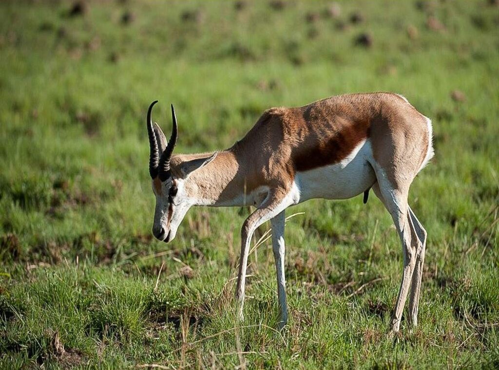 Safari Pilanesberg económico Big Five