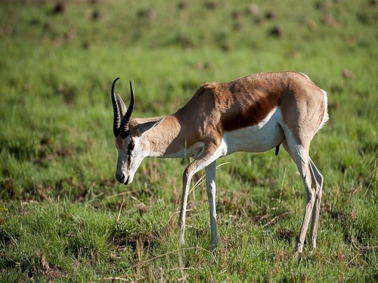 Safari de 4 dias con los Cinco Grandes en Pilanesberg – Aventura economica