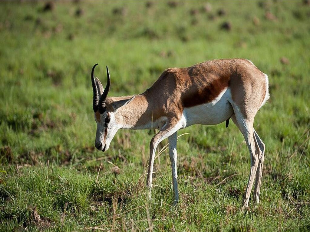 Safari de 4 dias con los Cinco Grandes en Pilanesberg – Aventura economica
