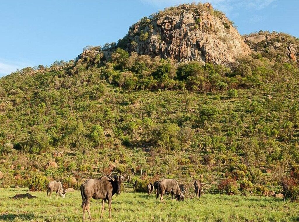 Safari camping Pilanesberg