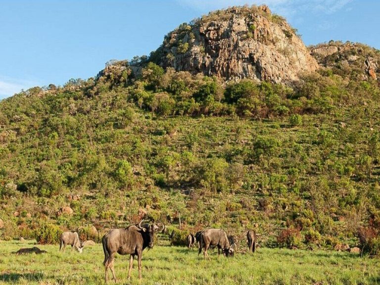 Safari de Camping de 2 Días con los Cinco Grandes en Pilanesberg