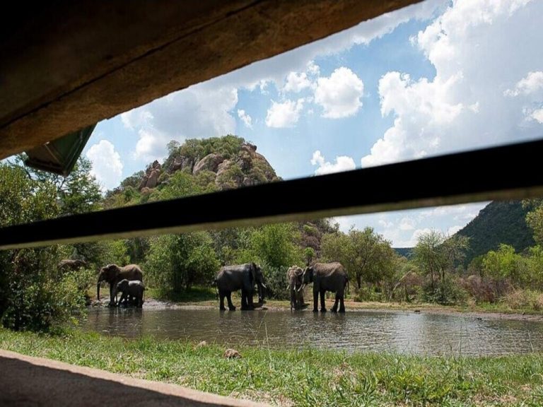 Encuentro con Elefantes y Experiencia en Santuario – 1 día