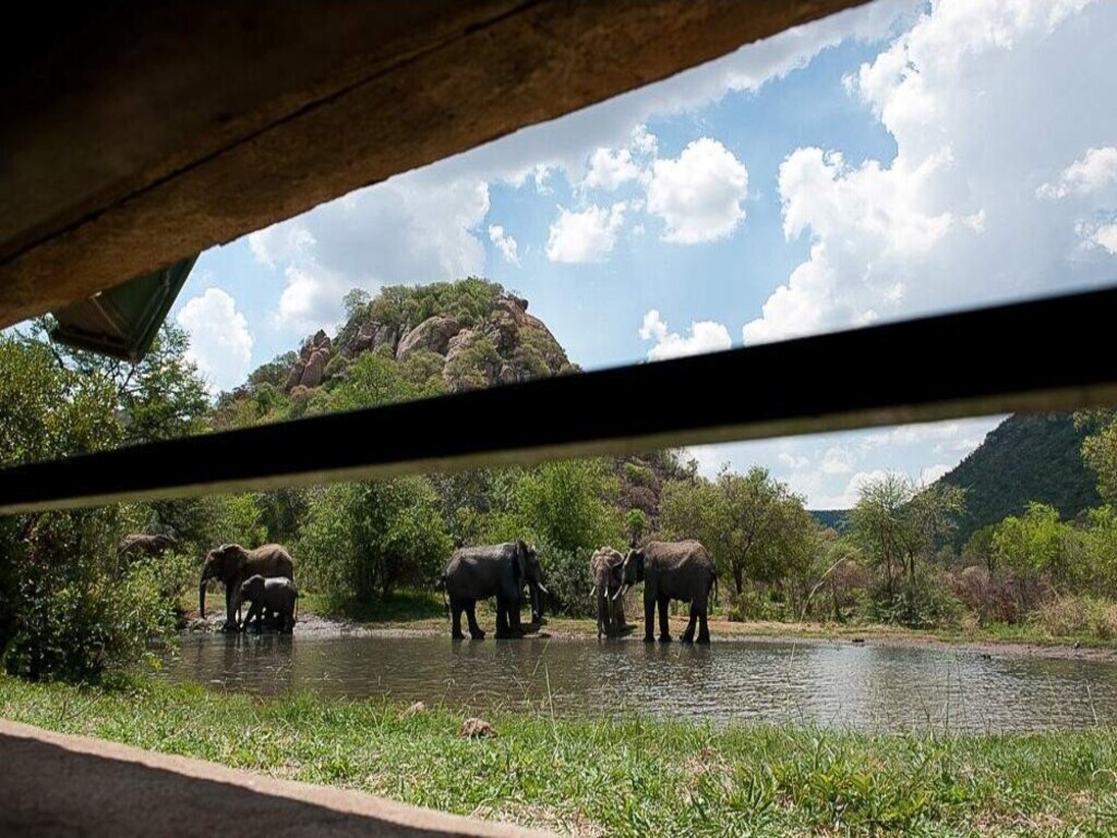 Encuentro con Elefantes y Experiencia en Santuario – 1 día