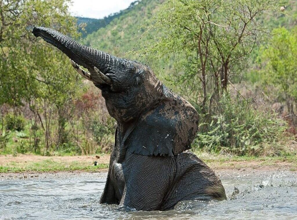 Elefante en la reserva de Pilanesburg