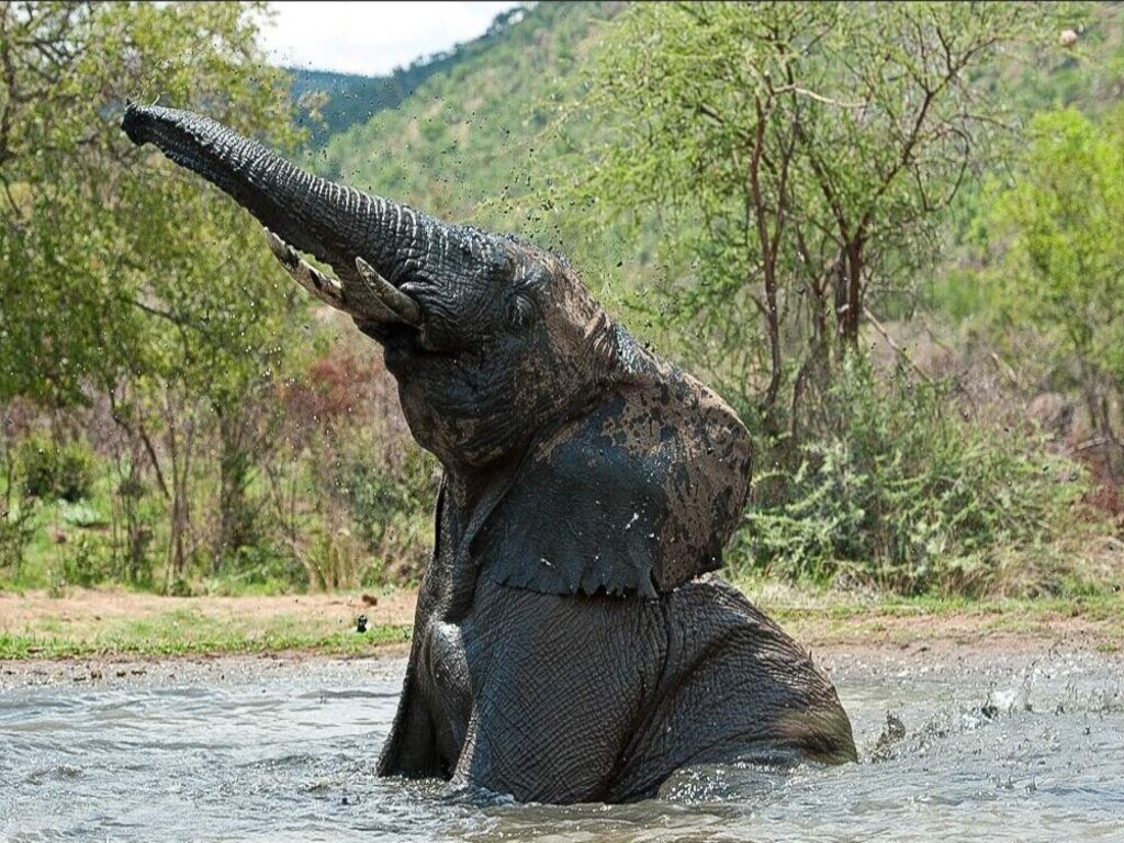 Medio Día con Elefantes de Cerca – Visita al Santuario