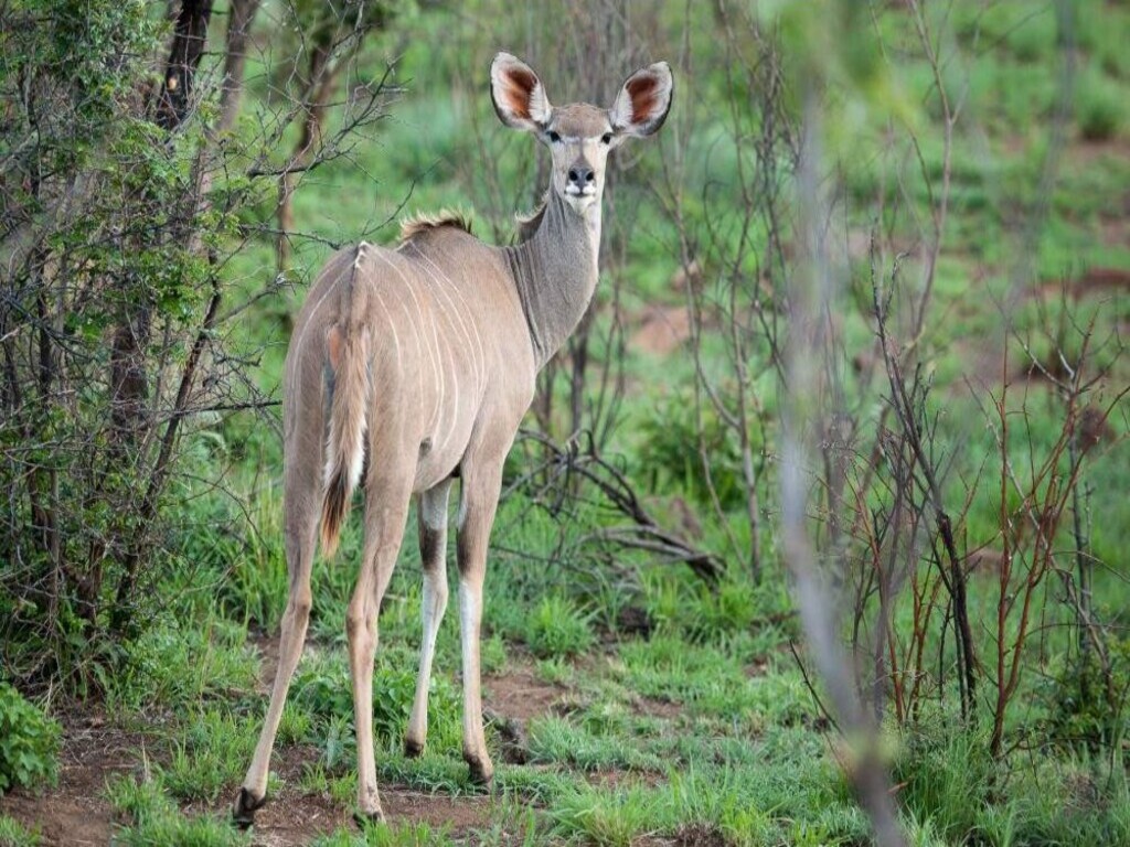 Safari de 10 Días en el Sur de África: Kruger, Cataratas Victoria y Ciudad del Cabo