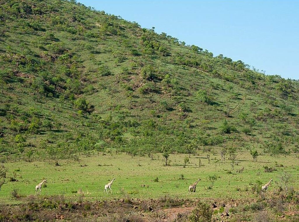 Jirafas en la reserva de Pilanesburg
