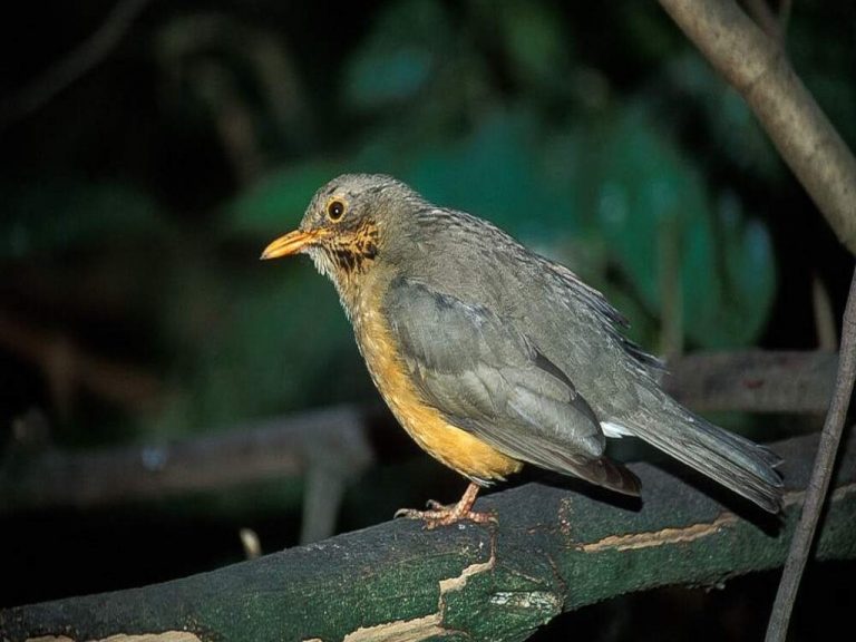 Safari de gama media en Kwa Maritane Bush Lodge – 4 días