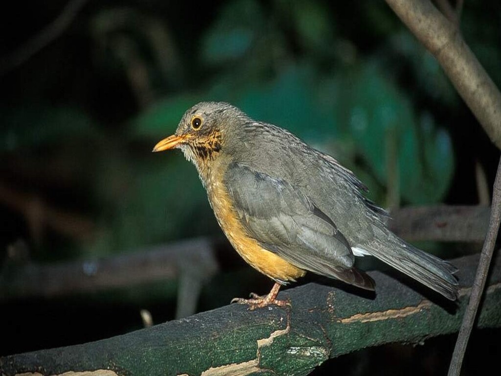 Safari de gama media en Kwa Maritane Bush Lodge – 4 días