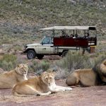 Safari Aquila Big Five comidas incluidas