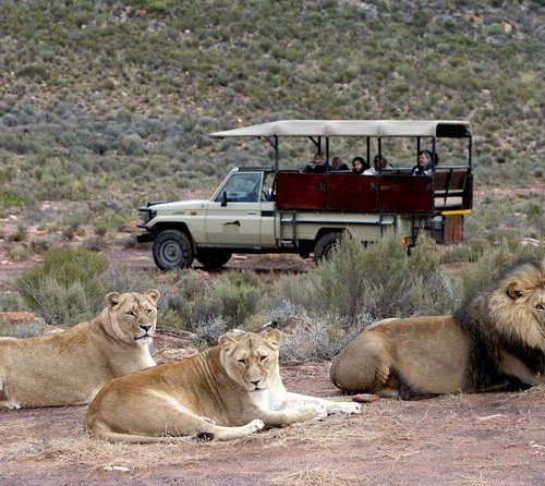 Safari Aquila Big Five comidas incluidas