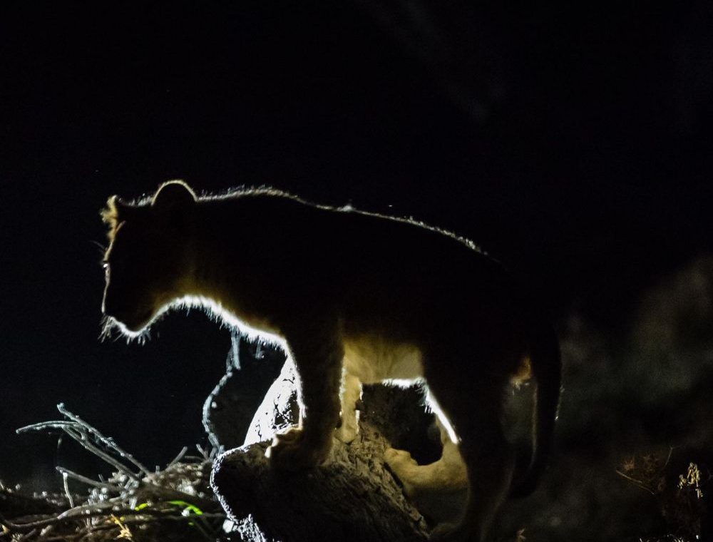 Safari nocturno Kruger depredadores