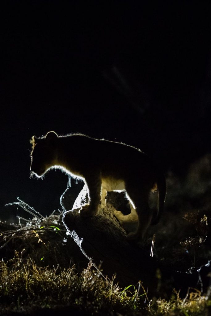Safari Nocturno en Busca de Depredadores en Kruger – Medio Día desde Hazyview