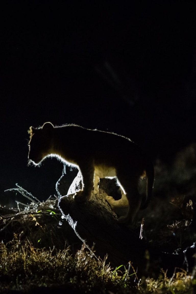 Safari Nocturno en Busca de Depredadores en Kruger – Medio Día desde Hazyview