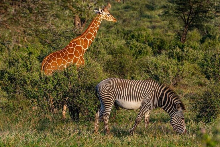 Safari de 3 dias en Madikwe con los Cinco Grandes – Aventura africana