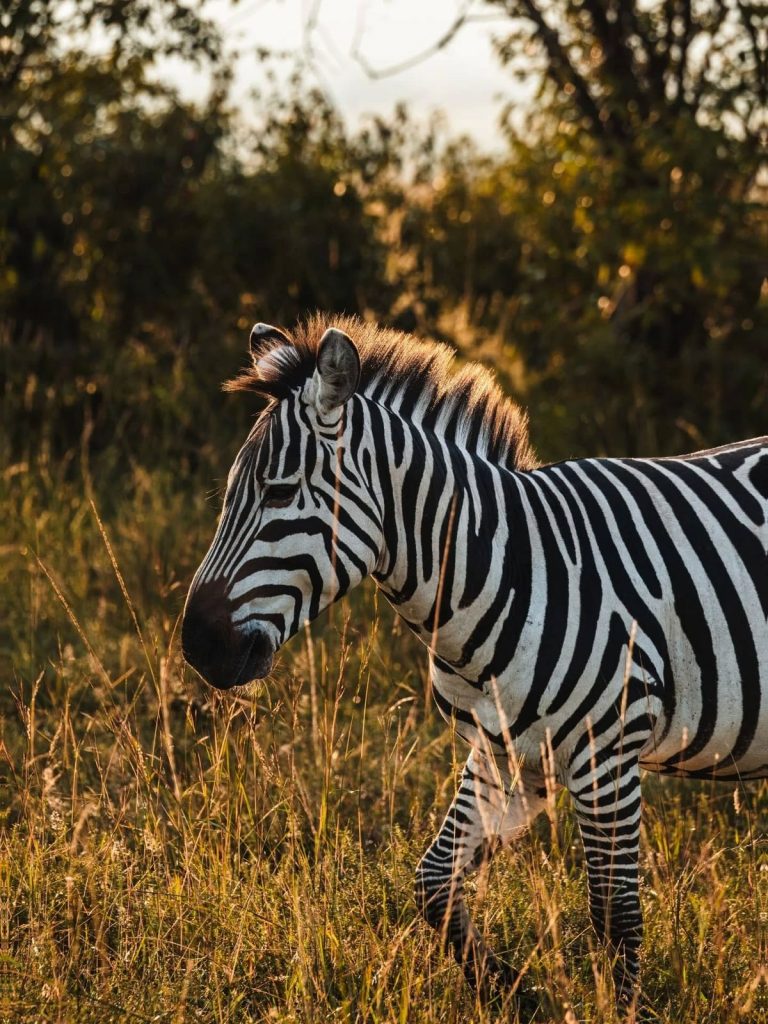 Escapada de 3 dias con fauna silvestre en Ciudad del Cabo
