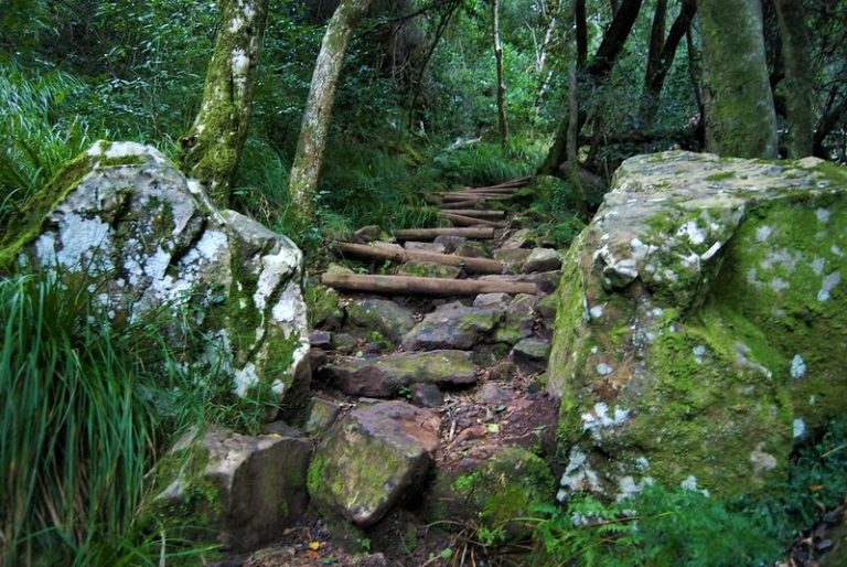 Caminata Guiada Matutina por Skeleton Gorge – 1 Día | ±6 Horas