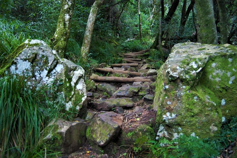 Caminata Guiada Matutina por Skeleton Gorge – 1 Día | ±6 Horas