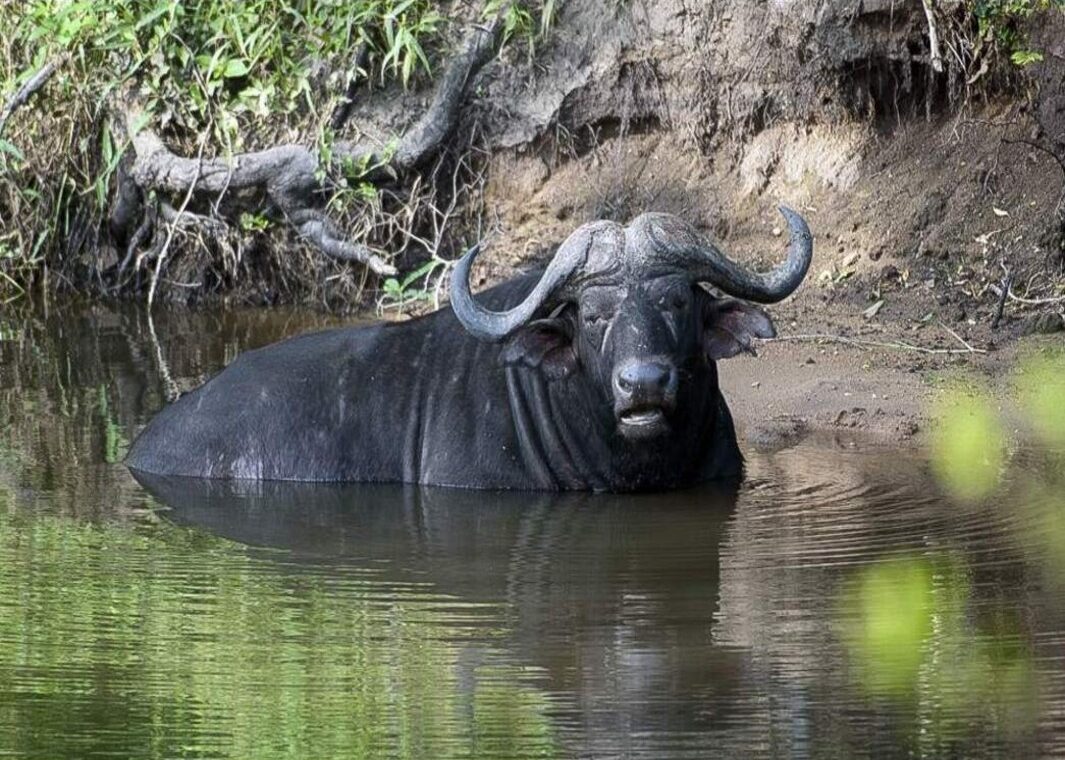 Ciudad del Cabo Big Five