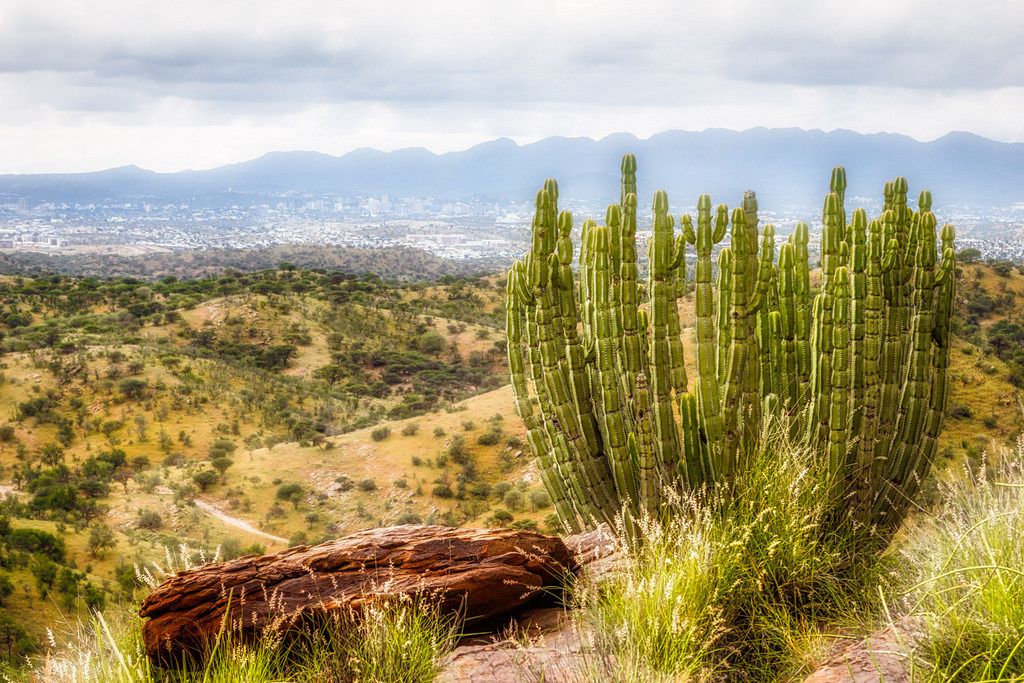Safari de Medio Día desde Windhoek – Vida Silvestre