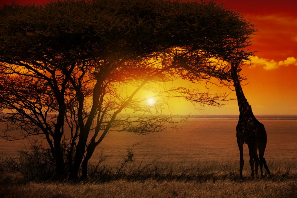 Safari de 1 dia en Kruger al atardecer – Los Cinco Grandes al anochecer