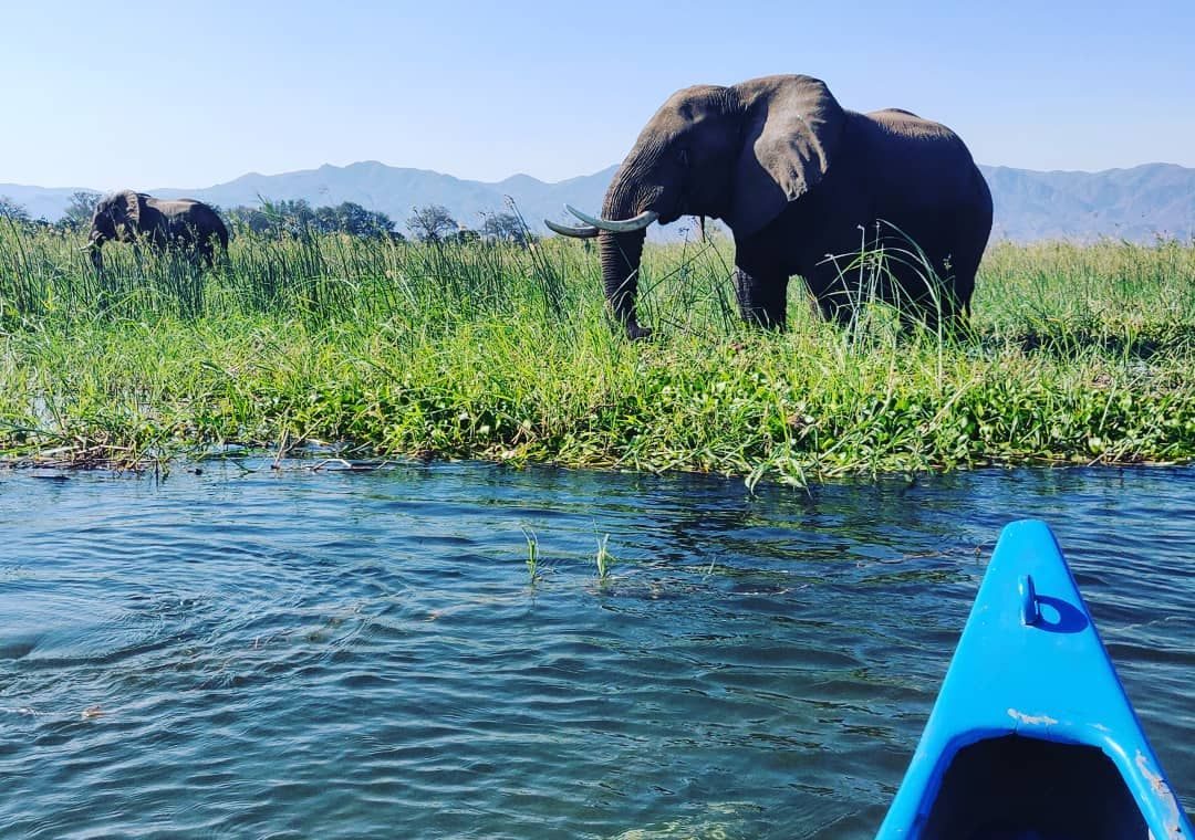 Safari canoa Zambezi