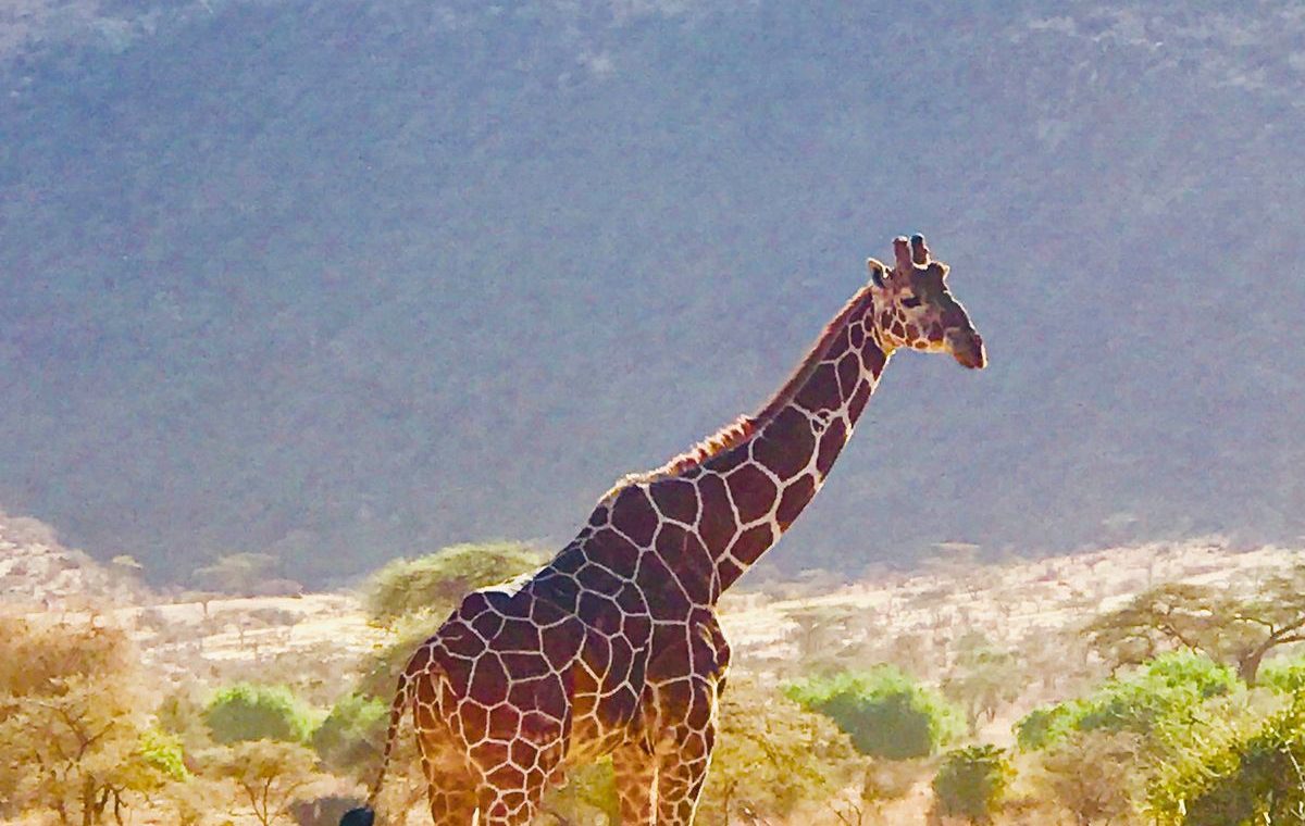 Safari Kruger lujo Big Five