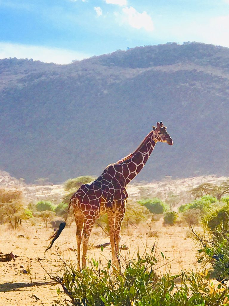 Safari de lujo de 2 dias en Kruger – Aventura con los Cinco Grandes