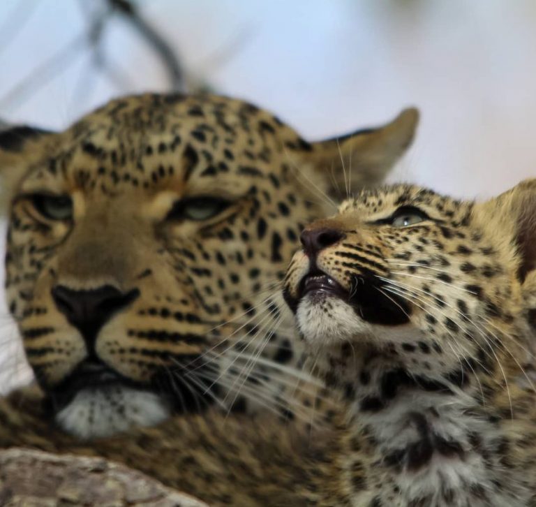 Safari de Lujo de 4 Días: Kruger y Ruta Panorámica
