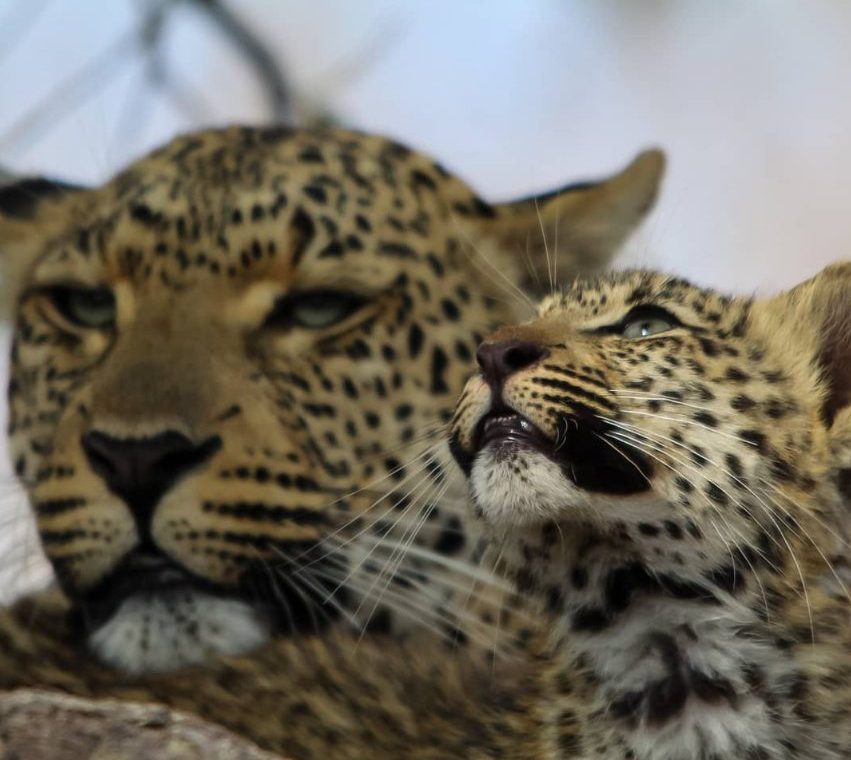 Safari lujo Kruger Panorámica