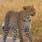 Kruger Big Five Sudáfrica