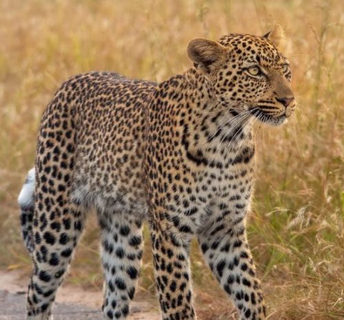 Kruger Big Five Sudáfrica