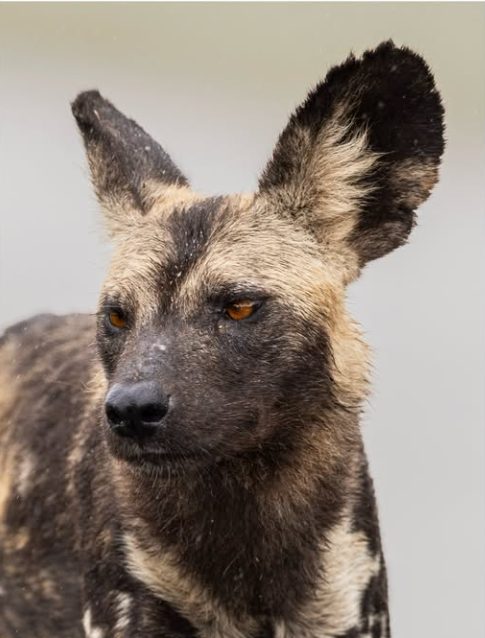 Safari al Amanecer en Kruger – Medio Día