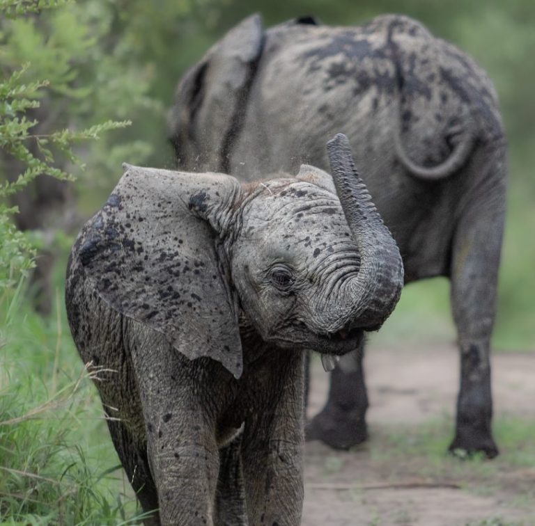 Safari económico de 7 días por el Parque Nacional Kruger, las Cataratas Victoria y el Parque Nacional de Chobe