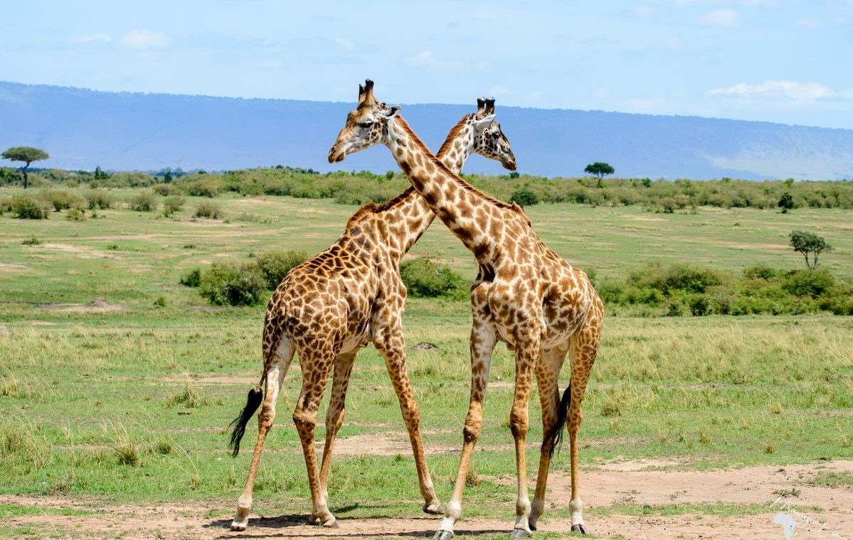 Jirafas en un safari