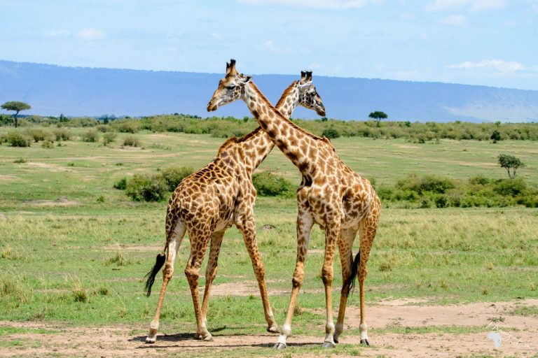 Safari de 2 Días en Inverdoorn – Experiencia de los Cinco Grandes desde Ciudad del Cabo