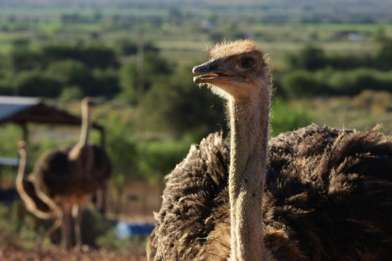 Tour privado por la Ruta Jardín: paisajes, naturaleza y romance – 4 días